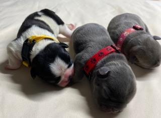 Duchess & Duke litter 2 — three girls