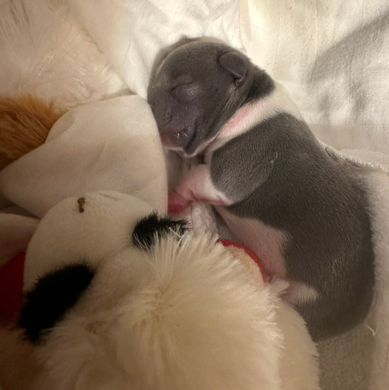Daisy & Remi litter September 2024