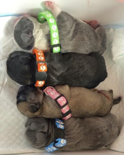 Kodi & Duke litter June 2023