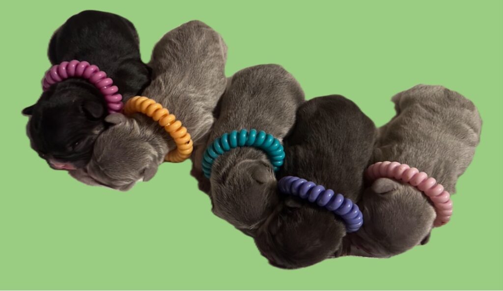 Karma & Steel litter March 2025 — all five puppies