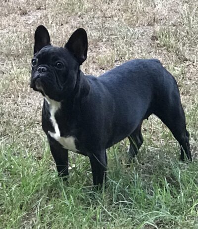Kodi