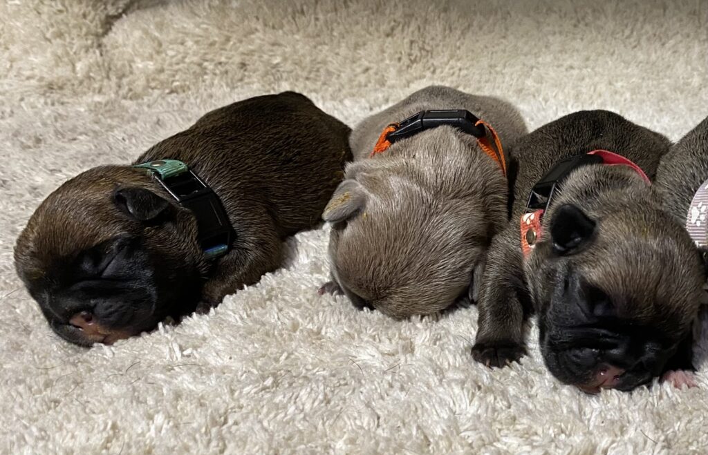 Kodi & Duke litter January 2022
