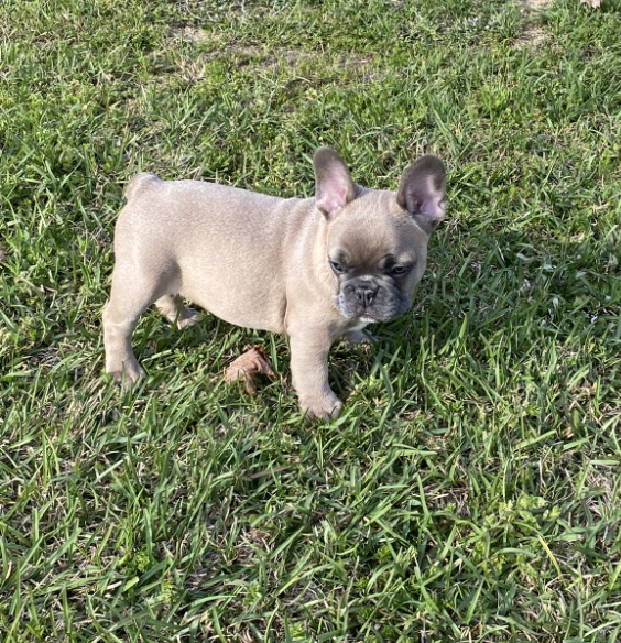Rocky(Louie)