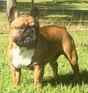 Remi