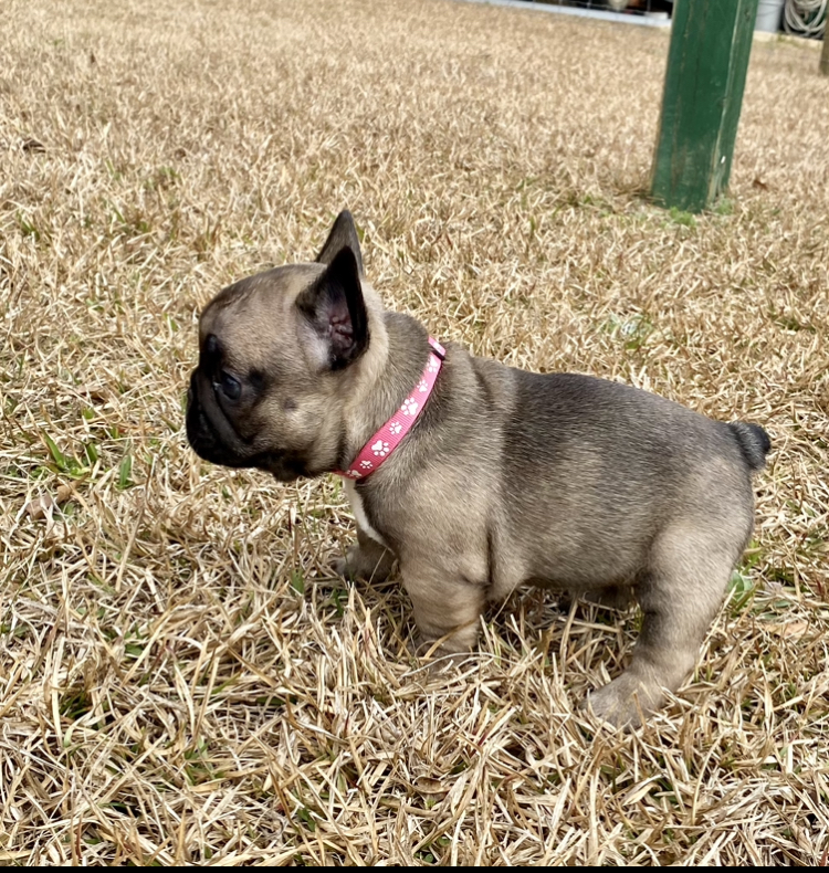 Roxy